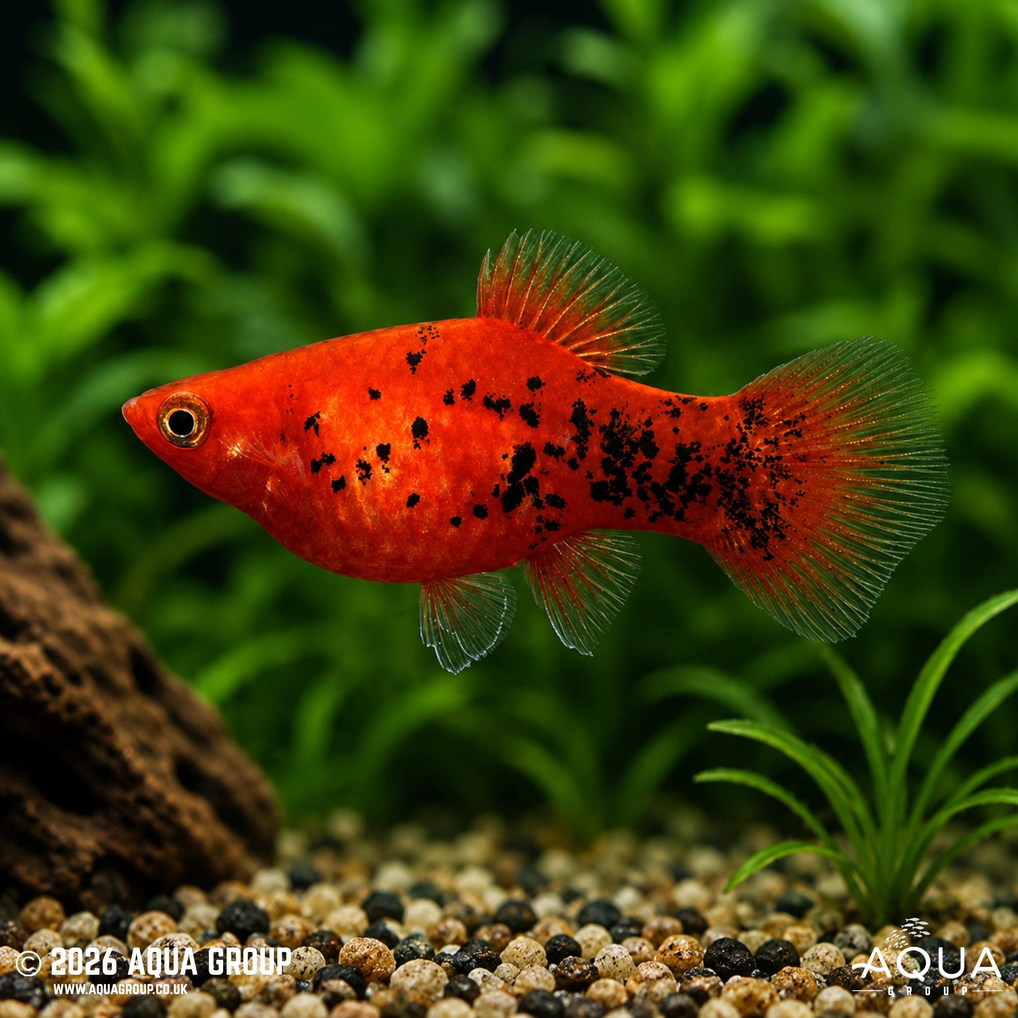 Berlin Platy (Xiphophorus maculatus)