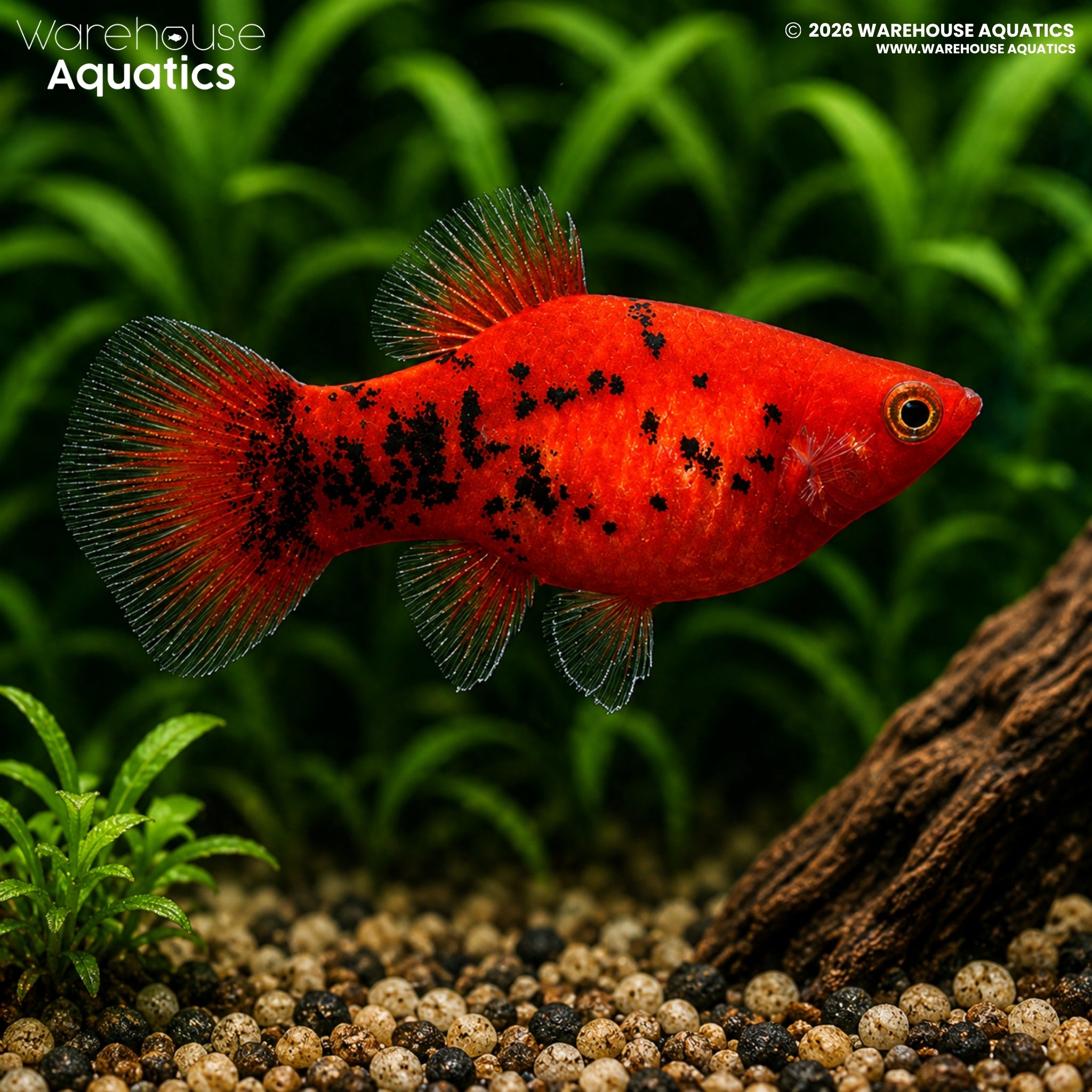 Berlin Platy (Xiphophorus maculatus)