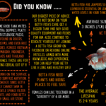 Premium Betta Male Elephant Ear Blue Based 3cm - Real Aquatics