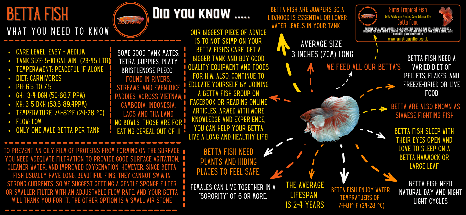 Wild Betta Brownorum Pair Male & Female 3cm