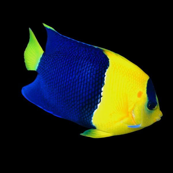Bicolor Dwarf Angelfish Centropyge Bicolor - Real Aquatics