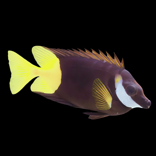 Bicolor Foxface Rabbit Fish Siganus Uspi - Real Aquatics