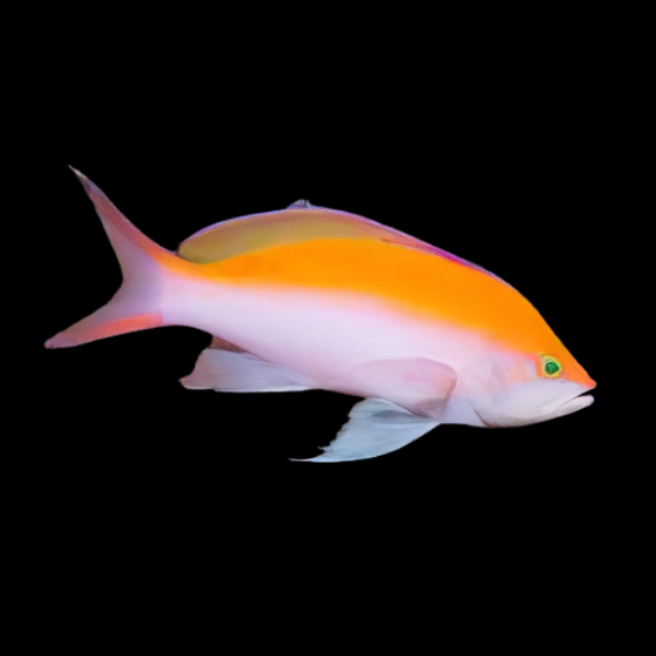 Bicolour Anthias Pseudanthias Bicolor - Real Aquatics