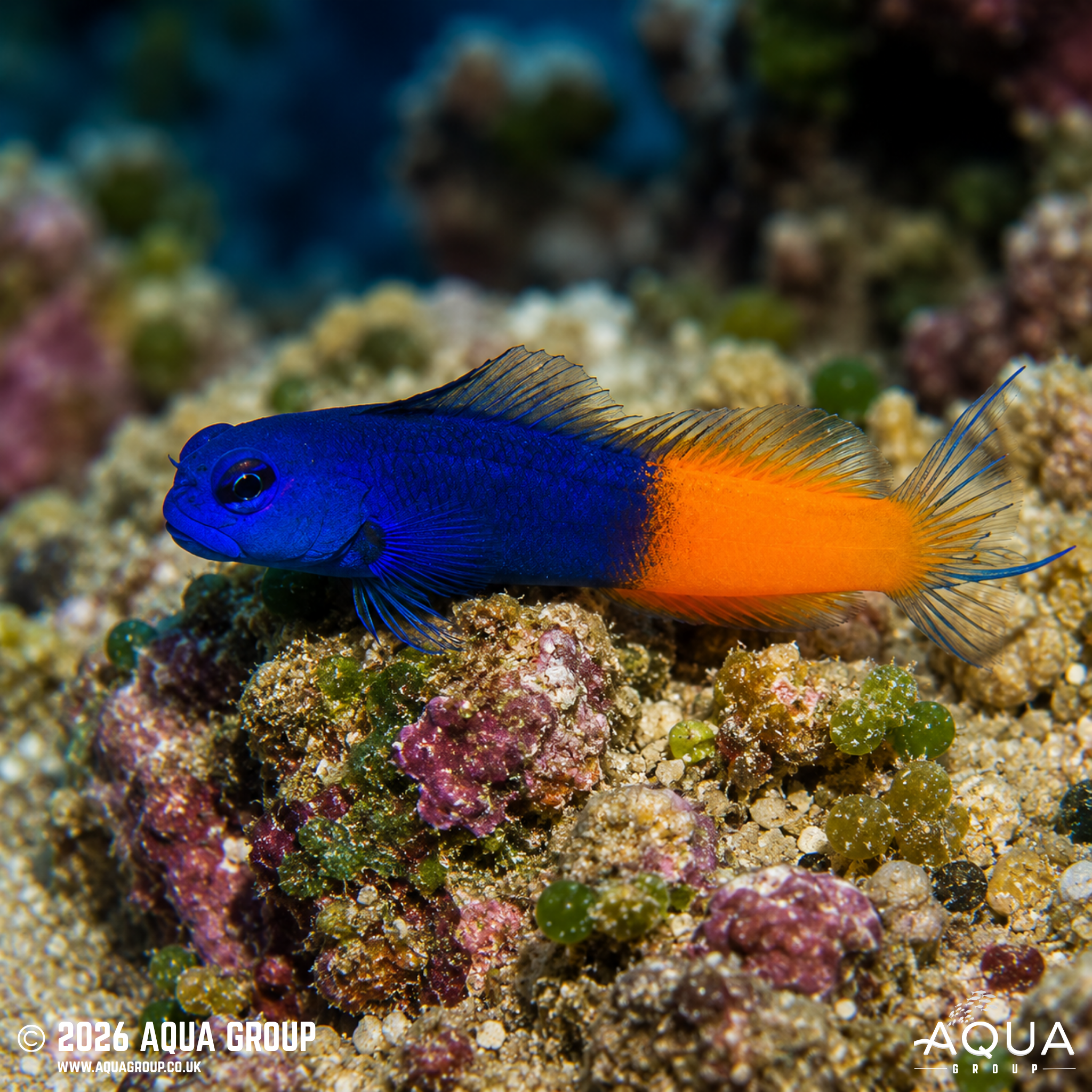 Bicolour Blenny (Ecsenius bicolor)