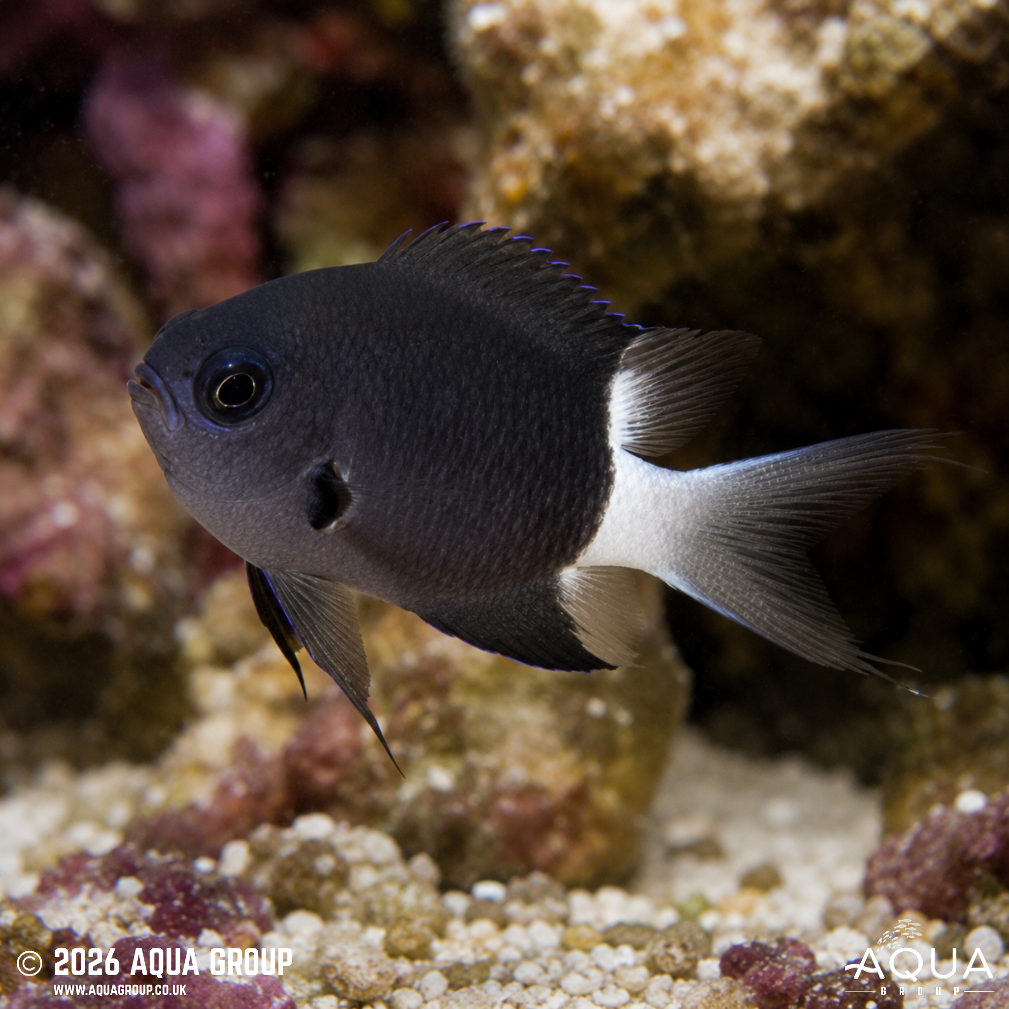 Bicolour Chromis (Chromis margaritifer)