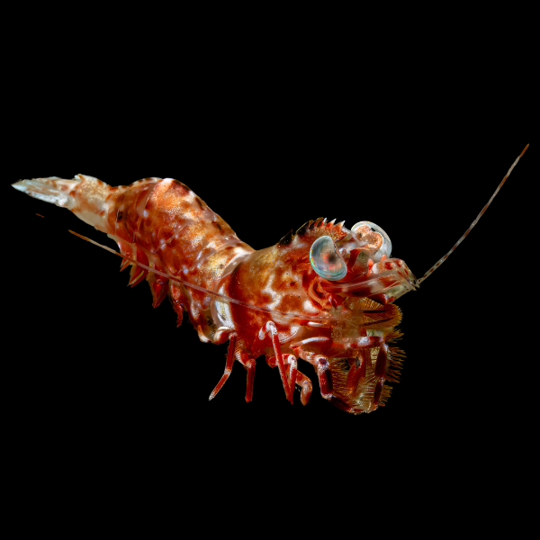 Big Eye Shrimp Metapenaeopsis Lamellata - Real Aquatics