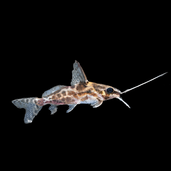 Big Eye Squeaker Catfish Synodontis Alberti 5cm - Real Aquatics