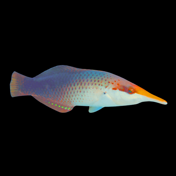 Birdmouth Wrasse Gomphosus Caeruleus Female - Real Aquatics