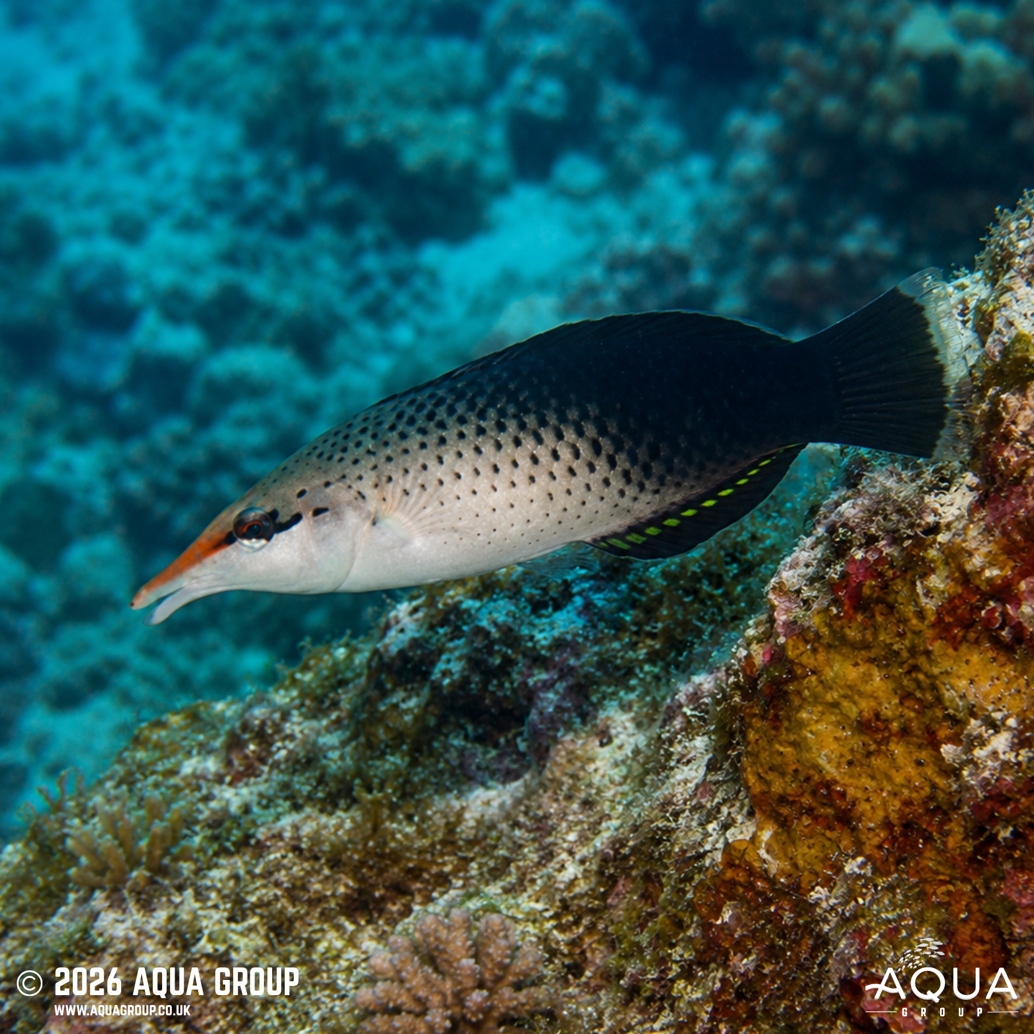Birdmouth Wrasse (Gomphosus caeruleus)
