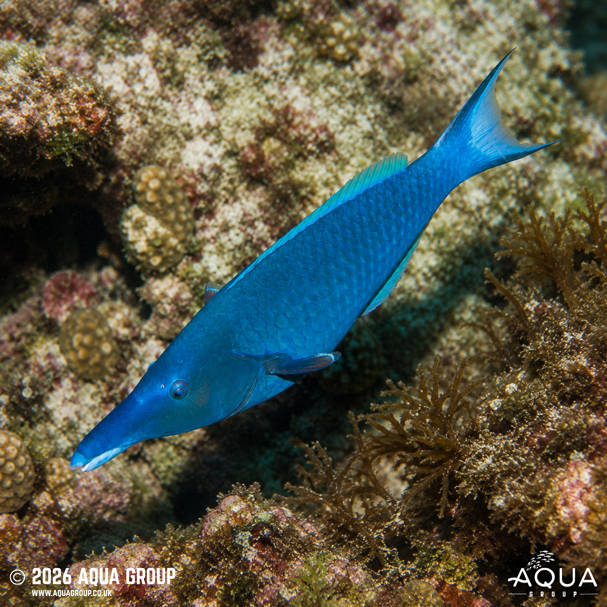 Birdmouth Wrasse