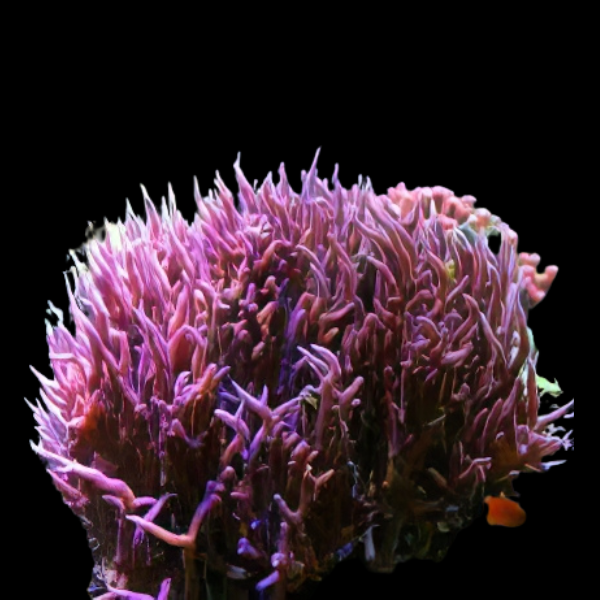 Birds Nest Hard Coral Seriatopora Sp - Real Aquatics