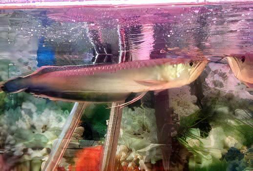 Black Arowana Osteoglossum Ferreirai 20cm - Real Aquatics