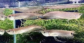 Black Arowana Osteoglossum Ferreirai 20cm - Real Aquatics