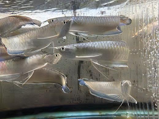 Black Arowana Osteoglossum Ferreirai 20cm - Real Aquatics