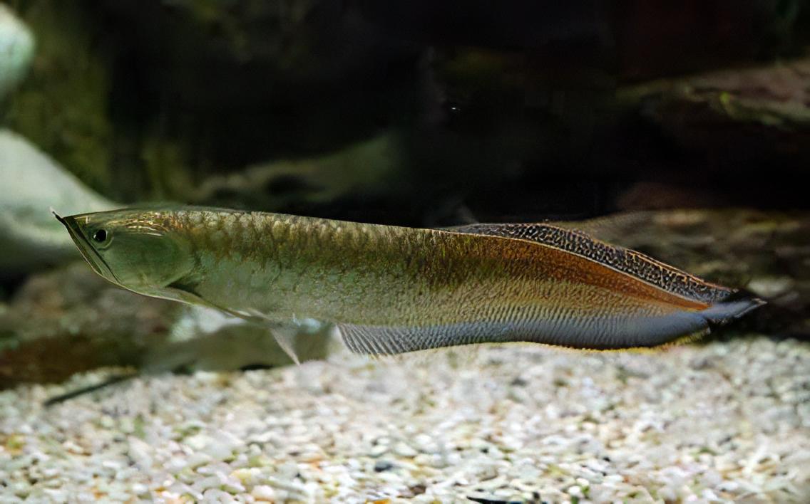 Black Arowana Osteoglossum Ferreirai 20cm - Real Aquatics