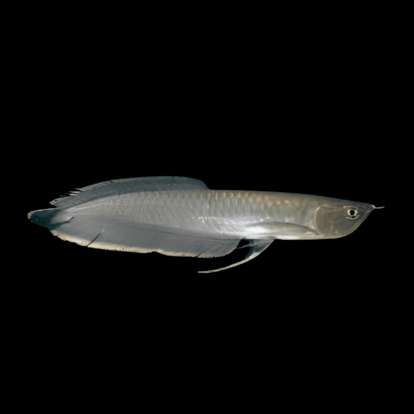 Black Arowana Osteoglossum Ferreirai 20cm - Real Aquatics