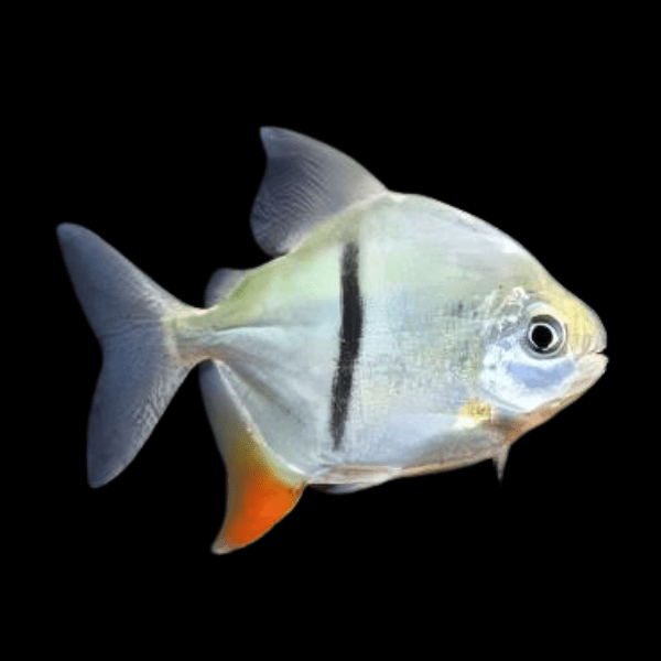 Black Banded Pacu Thin Bar Dollar Myleus Schomburgkii 5cm - Real Aquatics