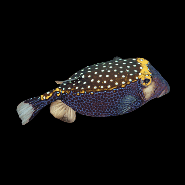 Black Boxfish Ostracion Meleagris - Real Aquatics