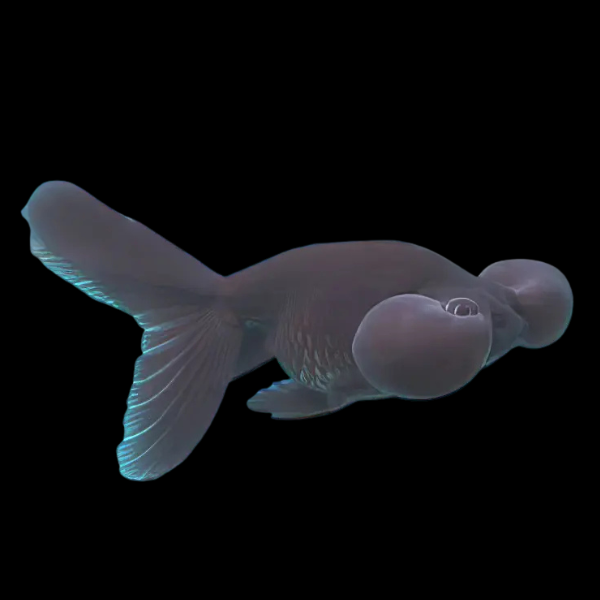 Black Bubble Eye Goldfish