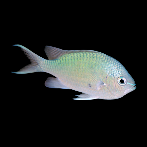 Black Axil Chromis Chromis Atripectoralis - Real Aquatics