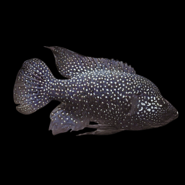 Black Diamond Madagascar Cichlid Paratilapia Polleni 5cm - Real Aquatics