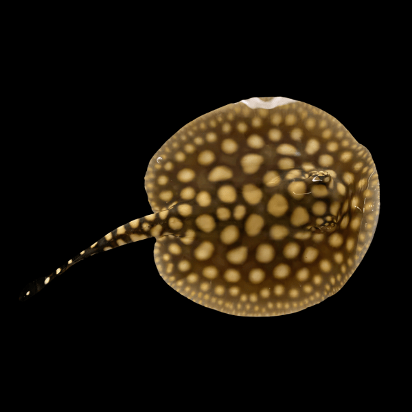 Freshwater Black Diamond x P14 Pearl Hybrid Stingray Potamotrygon Sp 20cm