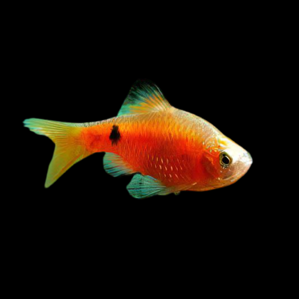Black Fin Rosy Barb Pethia Conchonius 4cm - Real Aquatics