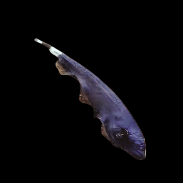 Black Ghost Knife Fish Apteronotus Albifrons 10cm - Real Aquatics