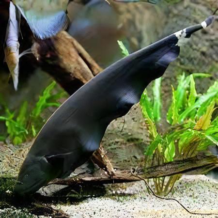Black Ghost Knife Fish Apteronotus Albifrons 10cm - Real Aquatics