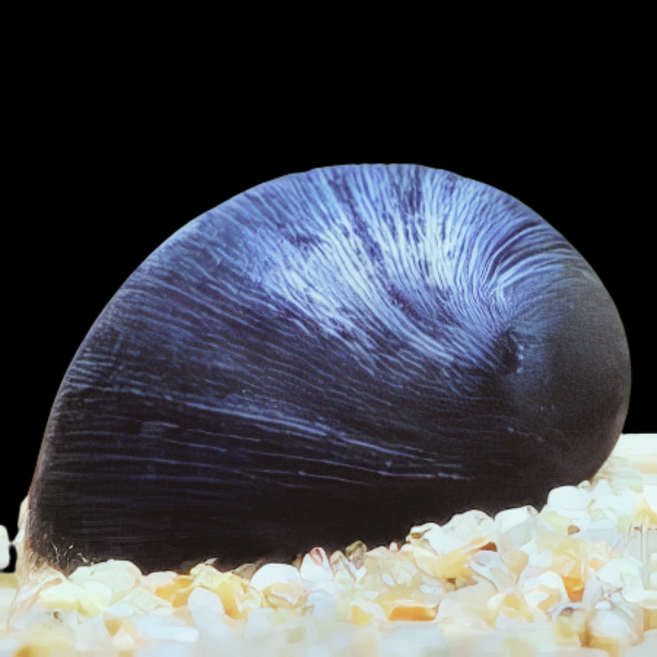 Black Helmet Snail Neritina Pulligera 2cm - Real Aquatics