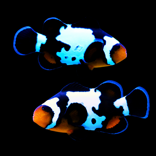 Black Ice Snowflake Clownfish Amphiprion Ocellaris Pair - Real Aquatics