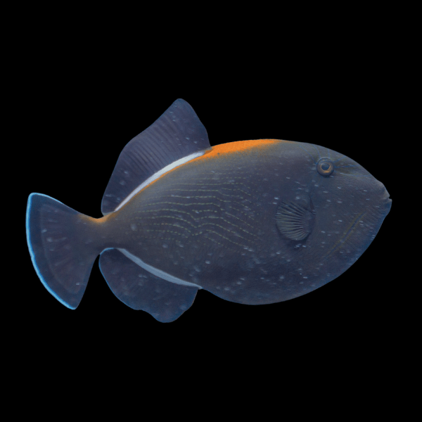 Black Indian Trigger Fish Melichthys Indicus - Real Aquatics