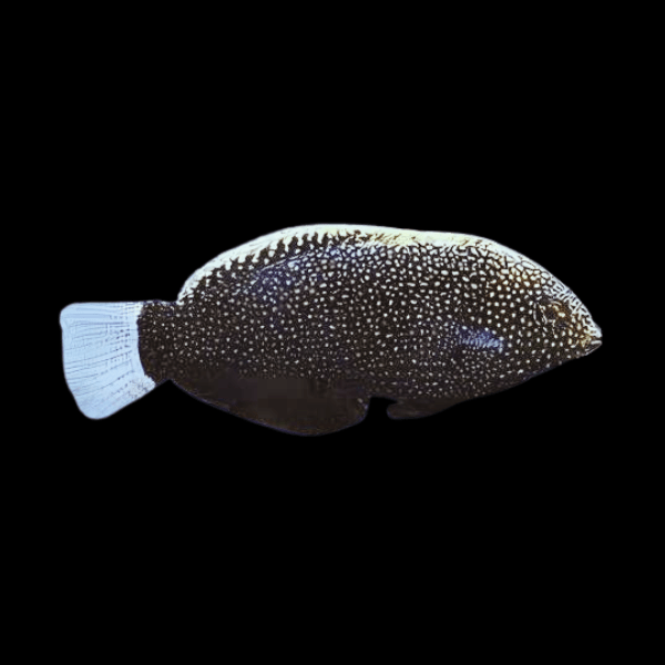 Black Leopard Wrasse Macropharyngodon Negrosensis - Real Aquatics
