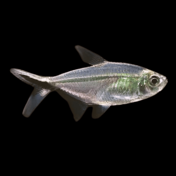 Black Line Tail Tetra Moenkhausia Costae 3cm - Real Aquatics