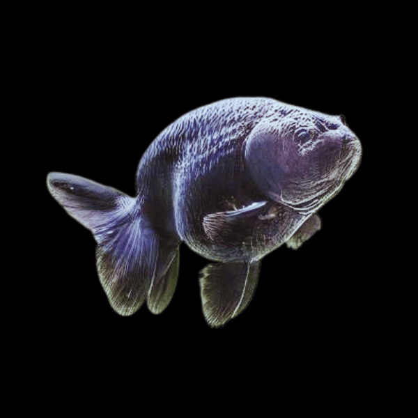 Black Lionhead Ranchu Goldfish Carassius Auratus 5cm - Real Aquatics