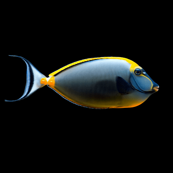 Black Lipstick Naso Tang Naso Lituratus - Real Aquatics