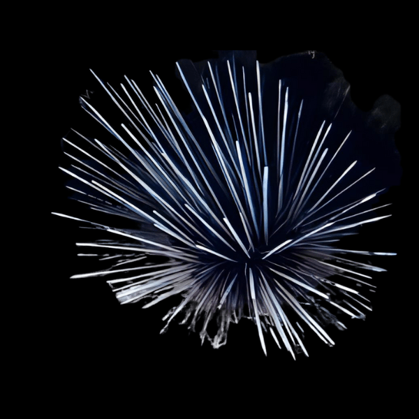 Black Long Spine Sea Urchin Diadema Antillarum - Real Aquatics