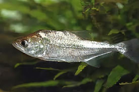 Black Mask Pike Piranha Serrasalmus Elongatus 10cm