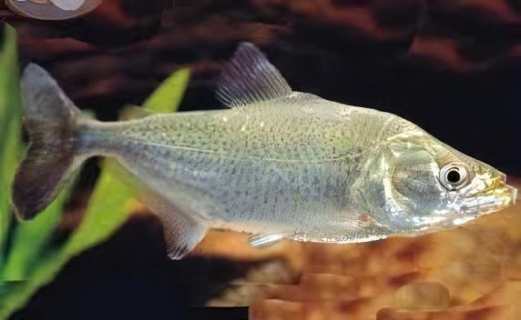 Black Mask Pike Piranha Serrasalmus Elongatus 10cm - Real Aquatics