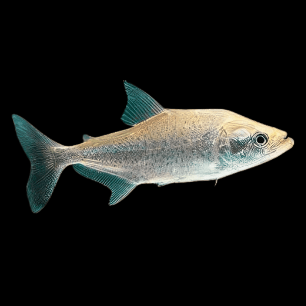 Black Mask Pike Piranha Serrasalmus Elongatus 10cm