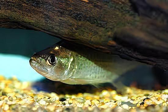 Black Mask Pike Piranha Serrasalmus Elongatus 10cm - Real Aquatics