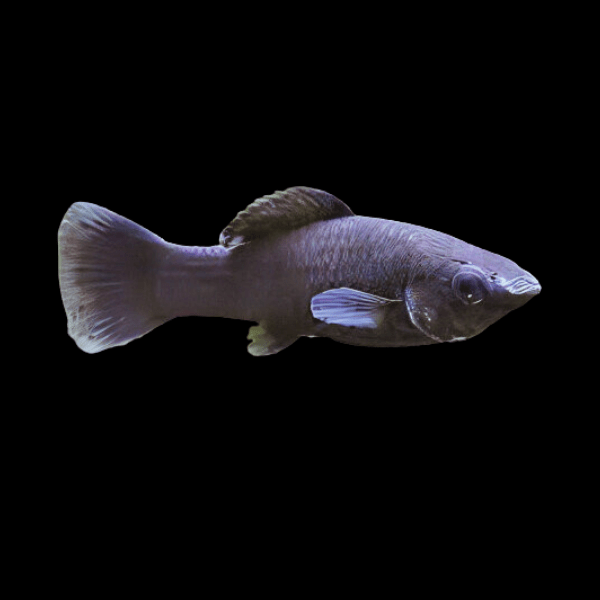 Black Molly Poecilia Sphenops 3cm - Real Aquatics