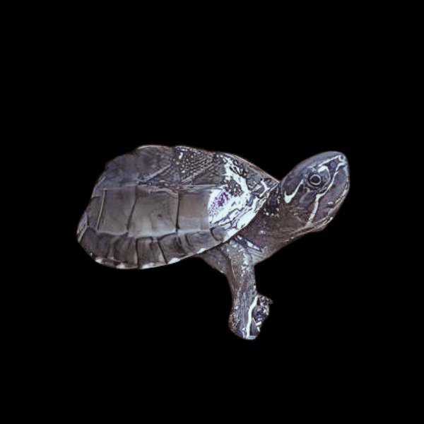 Black Musk Stinkpot Turtle Sternotherus Odoratus Juvenile 5cm - Real Aquatics