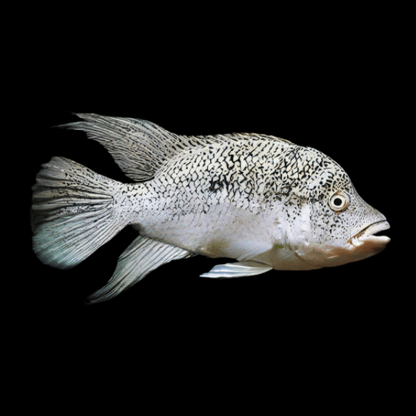 Black Nasty Cichlid Nandopsis Haitiensis 5cm - Real Aquatics