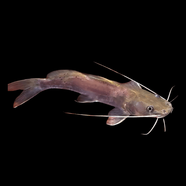 Black Nile Catfish Bagrus Bajad 20cm - Real Aquatics