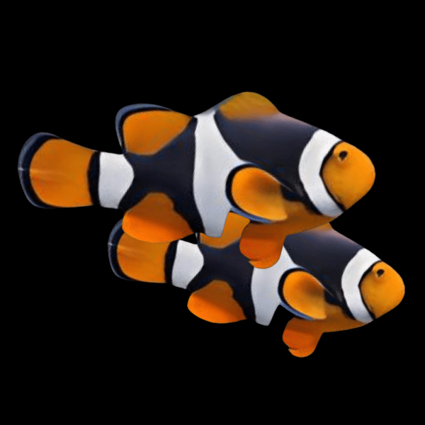 Black Onyx Percula Clownfish Amphiprion Percula Pair - Real Aquatics