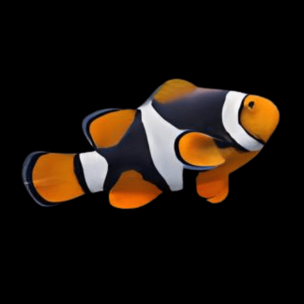 Black Onyx Percula Clownfish Amphiprion Percula - Real Aquatics