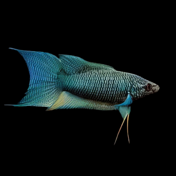 Black Paradise Fish Macropodus Opercularis 4cm - Real Aquatics