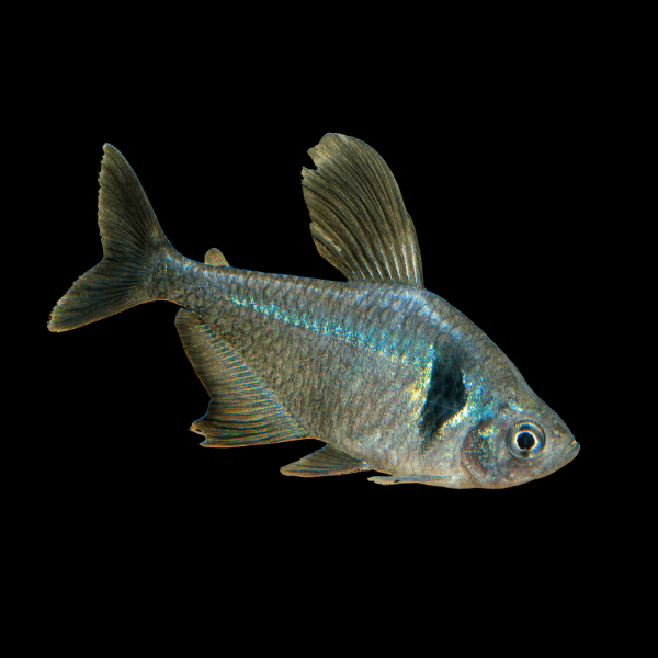 Black Phantom Tetra Hyphessobrycon Megalopterus 2cm - Real Aquatics