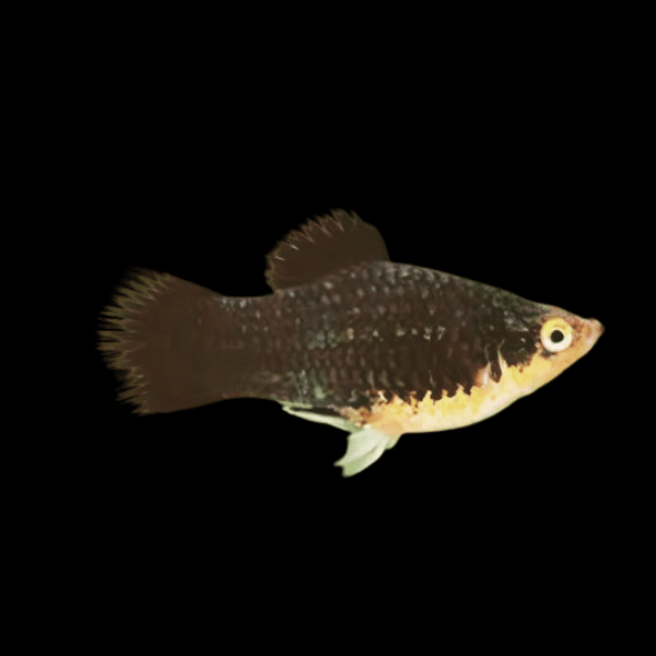 Black Platy Xiphophorus Maculatus 3cm - Real Aquatics